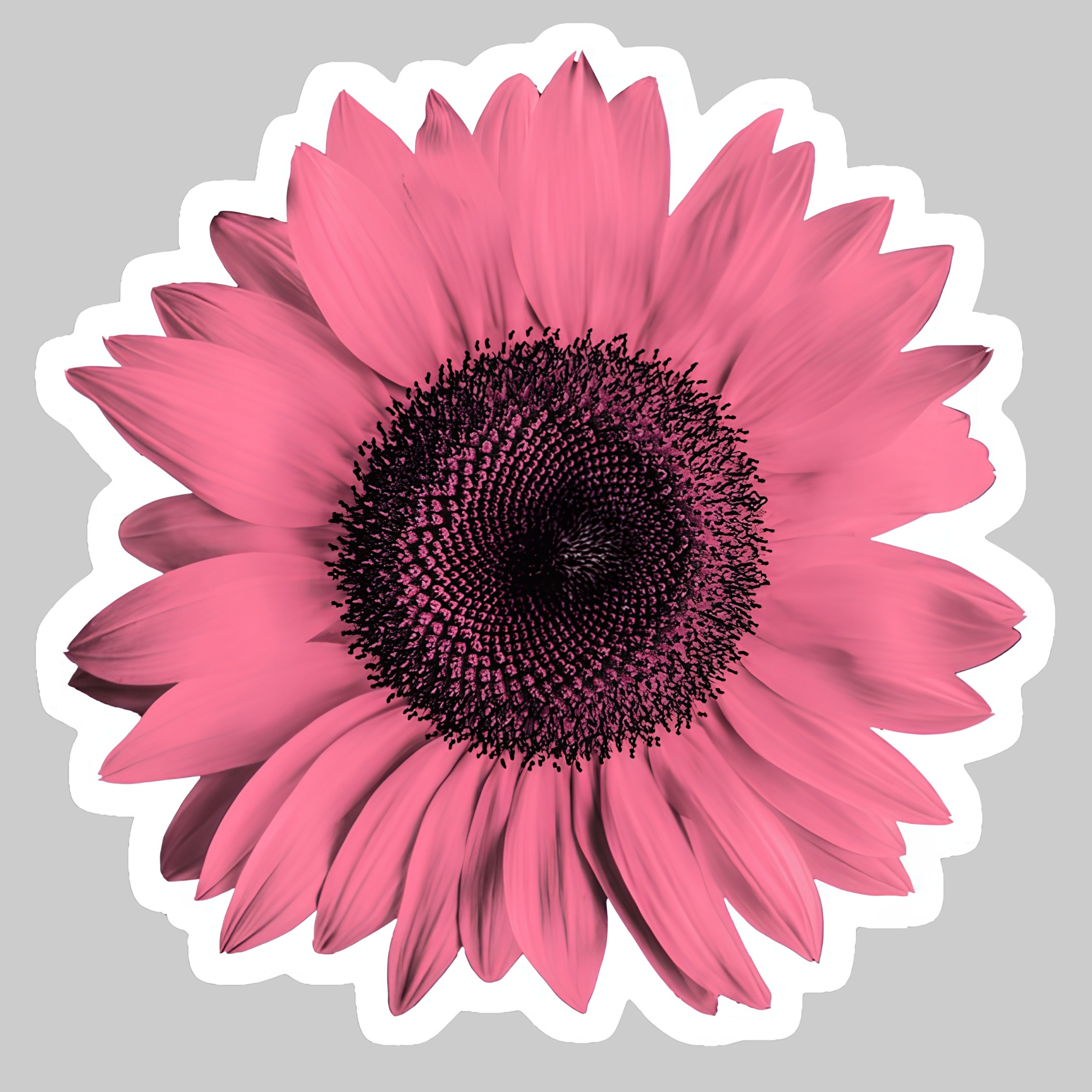 Vibrant Pink Sunflower | Iron on patch | Pinterest Flowers