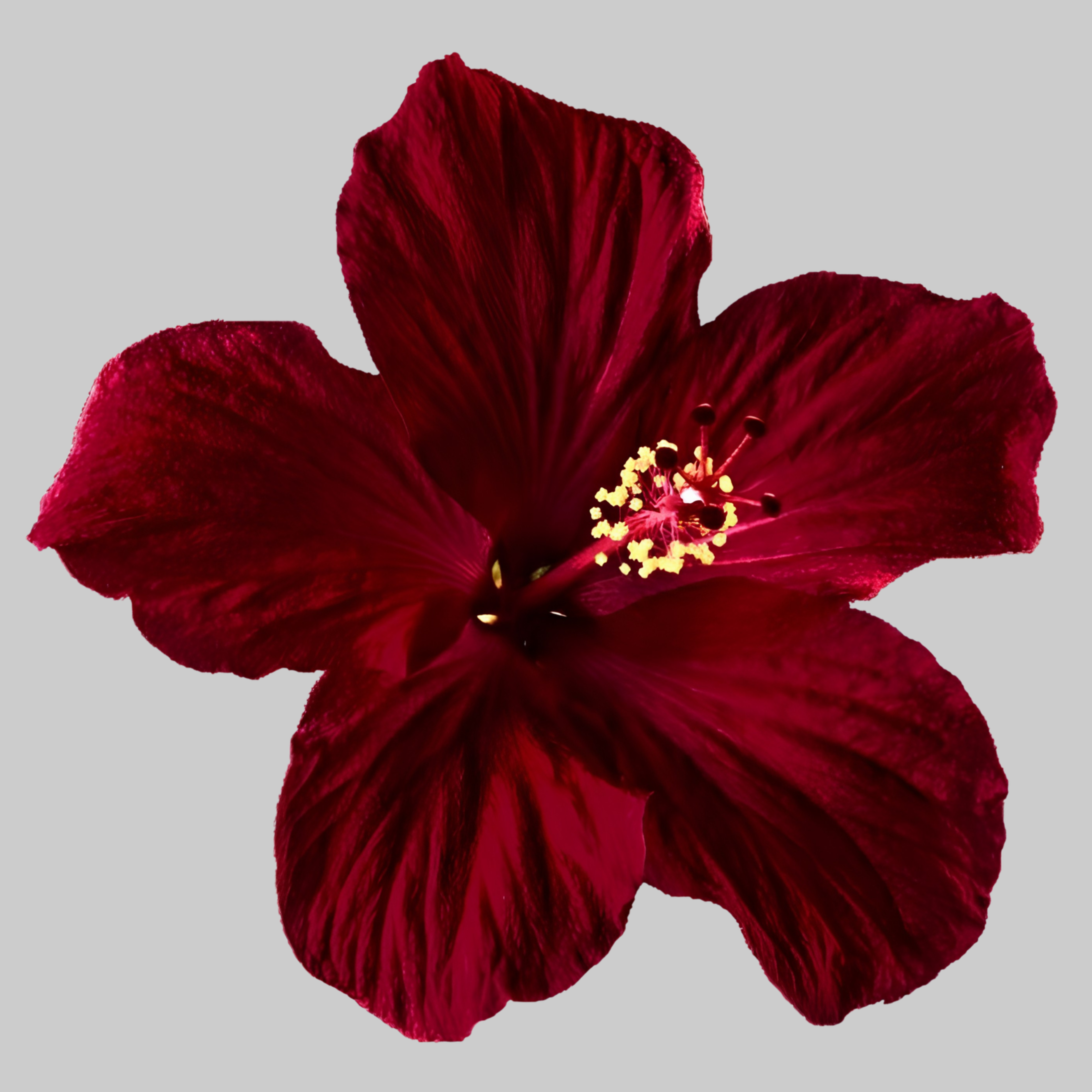 Midnight Hibiscus | Iron-on Patch | Pinterest Board